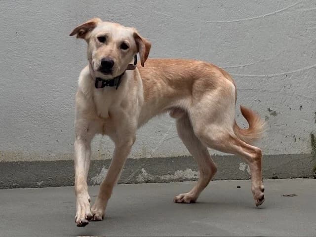 Maui, male young Labrador Retriever for adoption at Tierheim Cottbus, Cottbus