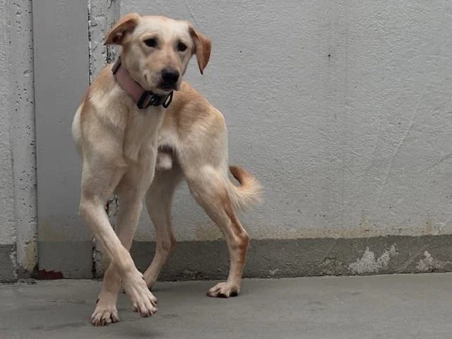 Maui, male Labrador Retriever for adoption at Tierheim Cottbus, Cottbus — photo 2 of 3