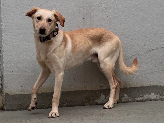 Maui, male Labrador Retriever for adoption at Tierheim Cottbus, Cottbus — photo 3 of 3