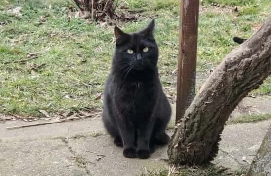 Mausi, female 6yo European Shorthair for adoption at Tierheim Cottbus, Cottbus