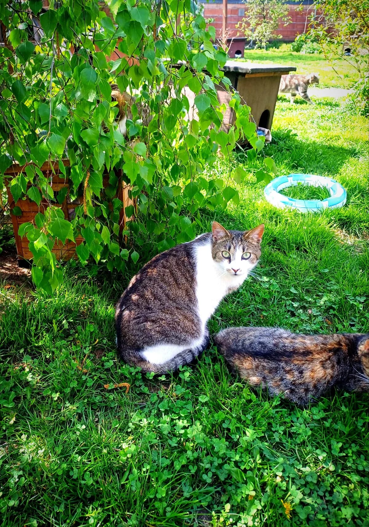 Maxi, male European Shorthair for adoption at Cottbus