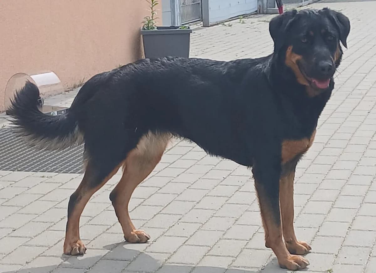 Mayla, female young Mixed Breed for adoption at Tierheim Cottbus, Cottbus