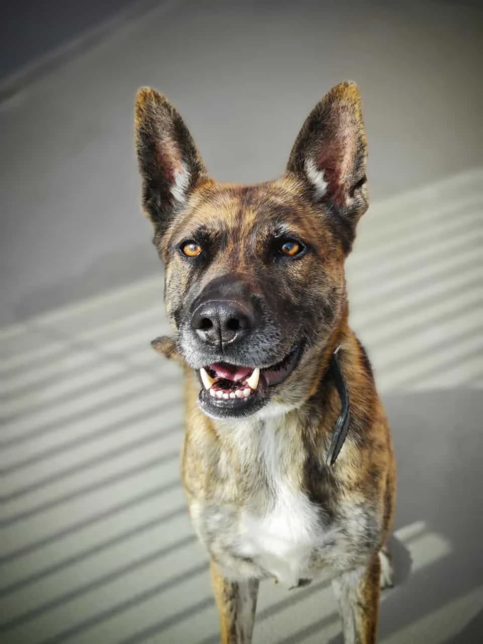 Milky, female Belgian Malinois for adoption at Cottbus