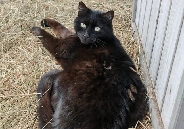 Mira, female senior European Shorthair for adoption at Tierheim Cottbus, Cottbus