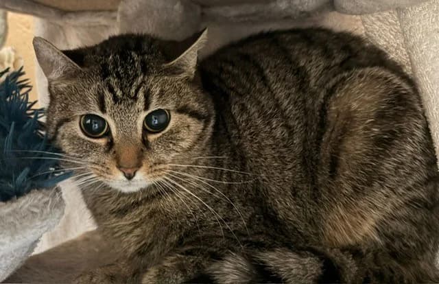 Molle, female young European Shorthair for adoption at Tierheim Cottbus, Cottbus