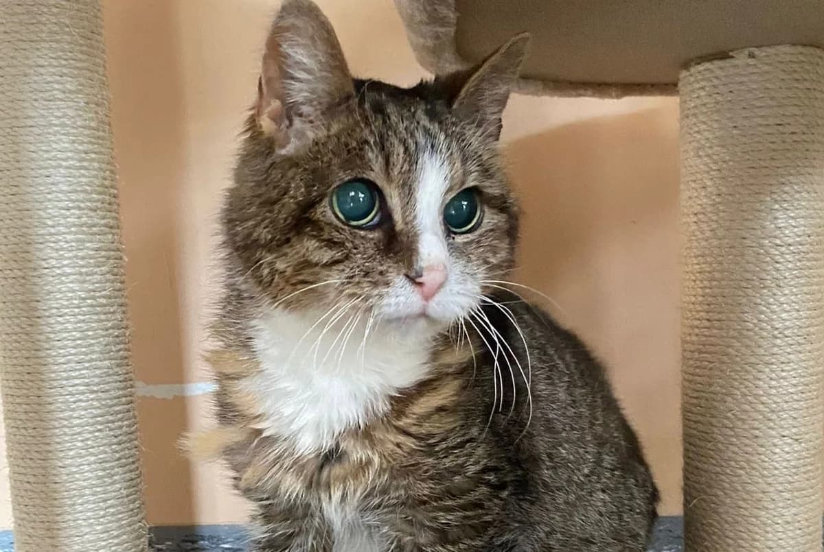 Momo, male senior European Shorthair for adoption at Tierheim Cottbus, Cottbus