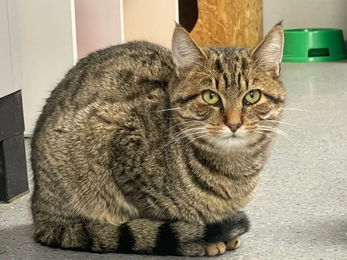 Nina, female 6yo European Shorthair for adoption at Tierheim Cottbus, Cottbus