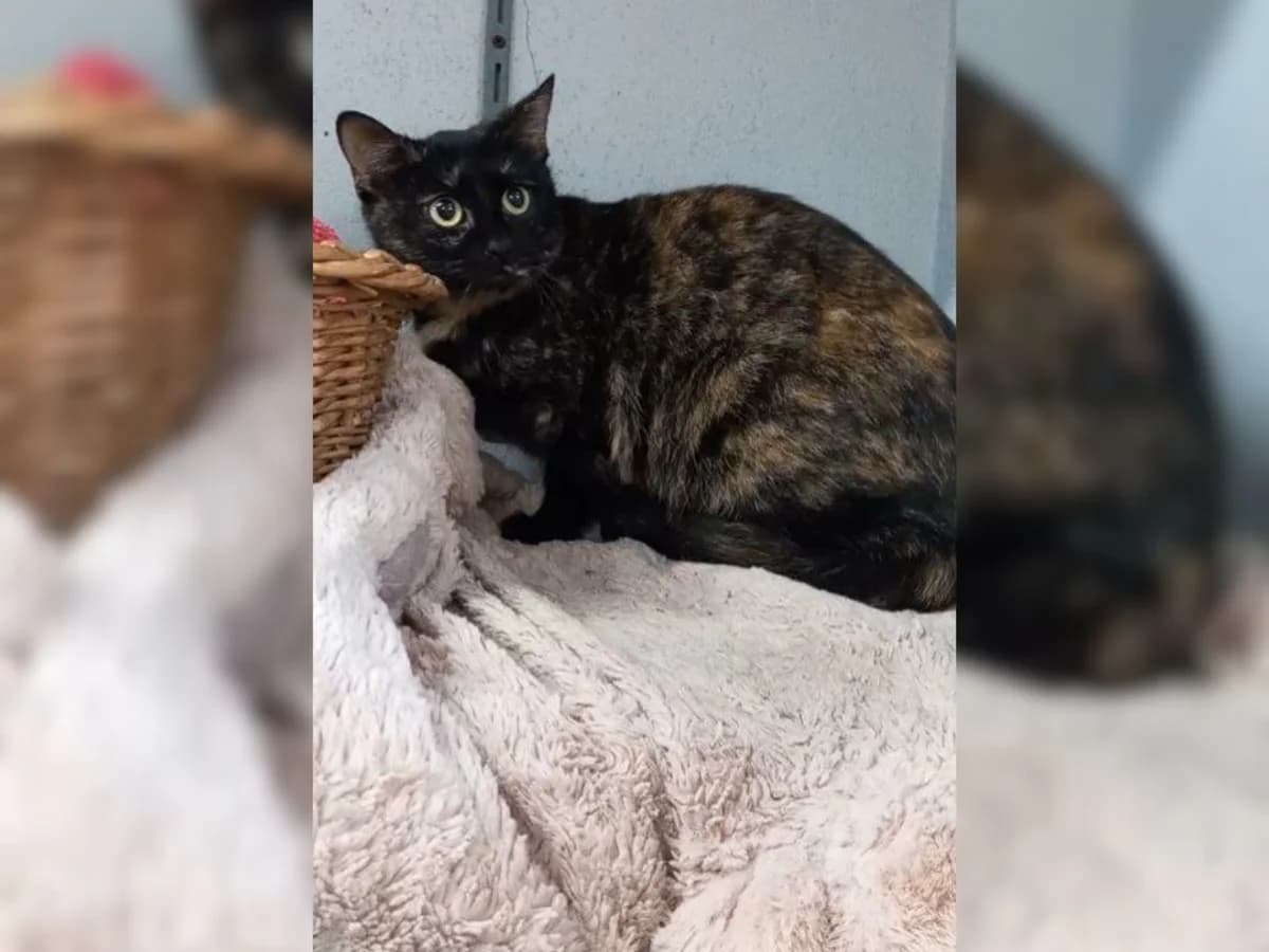 Nora, female European Shorthair for adoption at Cottbus