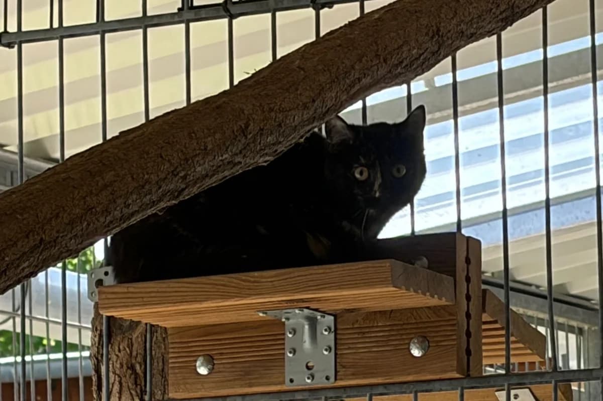 Ophelia, female European Shorthair for adoption at Tierheim Cottbus, Cottbus