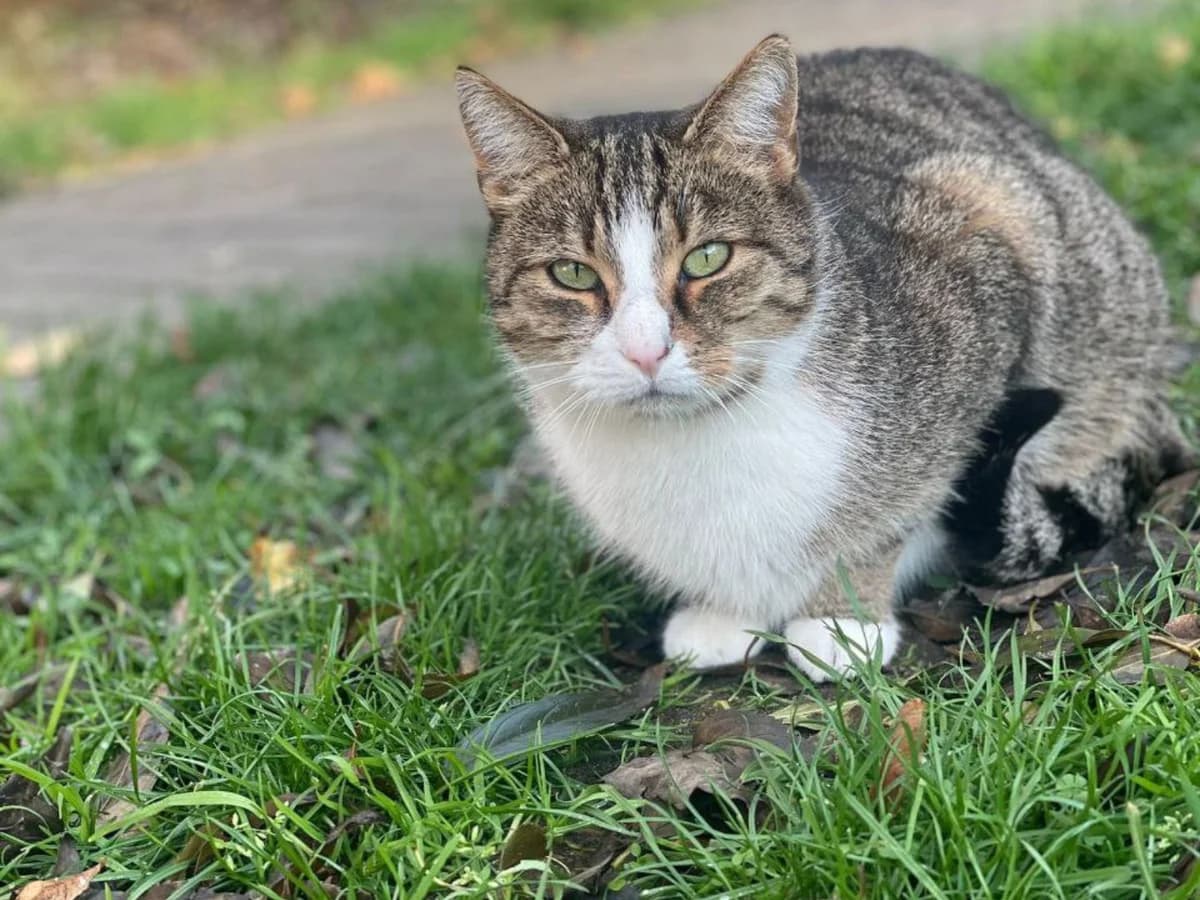 Ouzo, male European Shorthair for adoption at Cottbus
