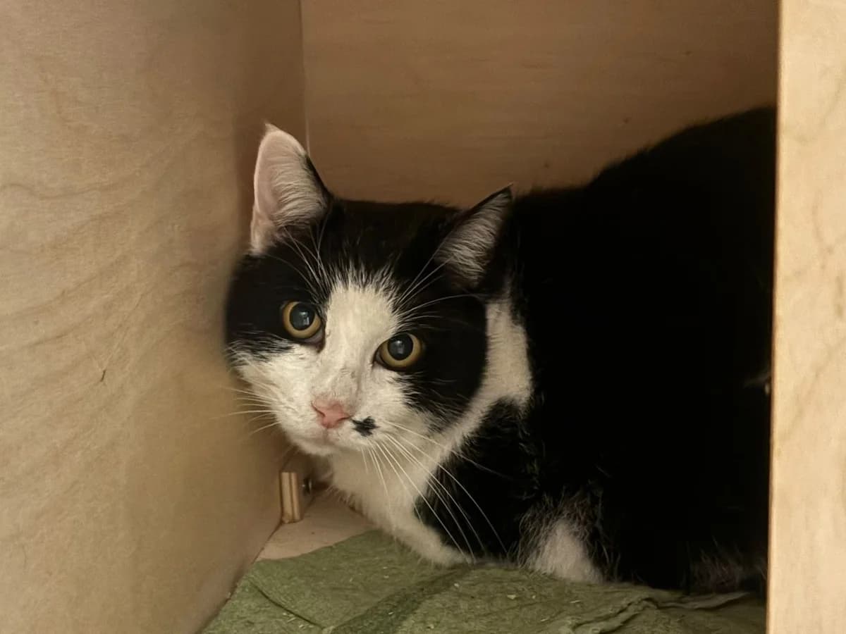Pablo, male 4yo European Shorthair for adoption at Tierheim Cottbus, Cottbus