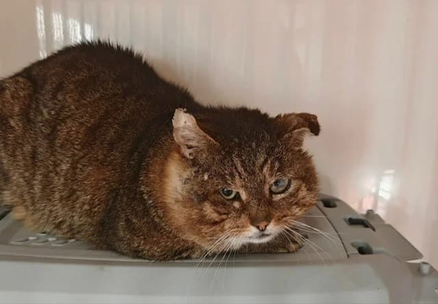 Pablo (2), male senior European Shorthair for adoption at Tierheim Cottbus, Cottbus