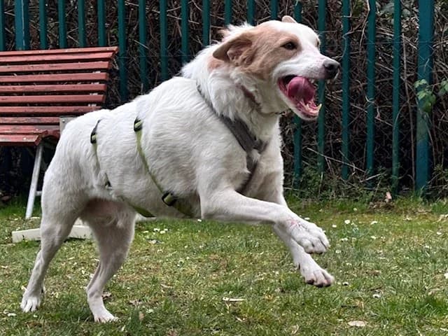 Pacco, male Mixed Breed for adoption at Cottbus