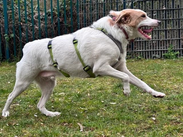 Pacco, male Mixed Breed for adoption at Tierheim Cottbus, Cottbus photo 2