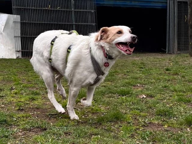 Pacco, male Mixed Breed for adoption at Tierheim Cottbus, Cottbus photo 3