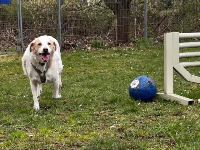 Pacco, male Mixed Breed for adoption at Tierheim Cottbus, Cottbus photo 4