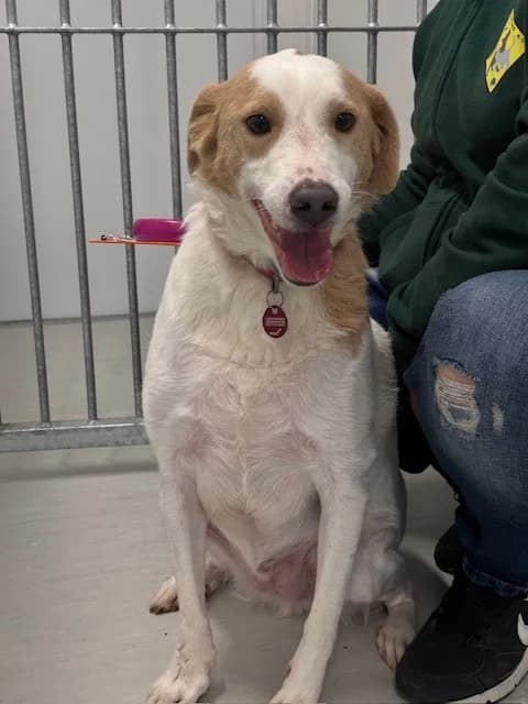 Pacco, male Mixed Breed for adoption at Tierheim Cottbus, Cottbus photo 5