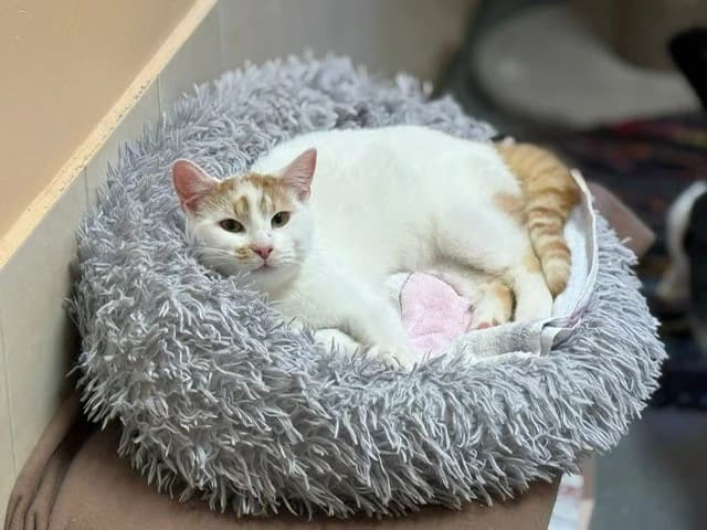 Peanut, male young European Shorthair for adoption at Tierheim Cottbus, Cottbus