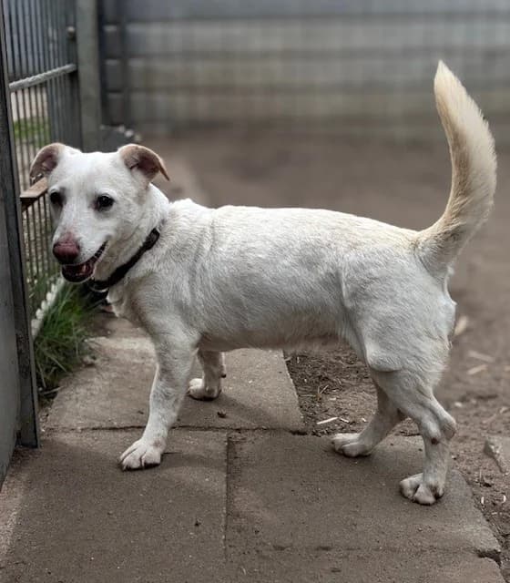 Pebbles, female Dachshund for adoption at Cottbus