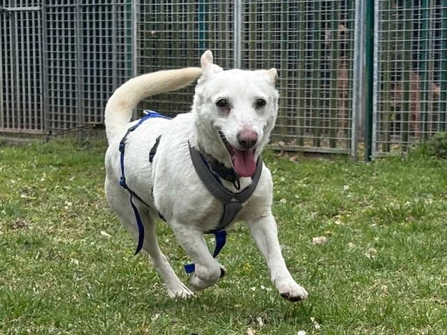 Pebbles, female Dachshund for adoption at Tierheim Cottbus, Cottbus photo 2
