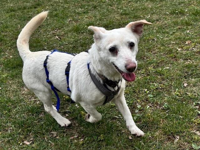 Pebbles, female Dachshund for adoption at Tierheim Cottbus, Cottbus photo 3