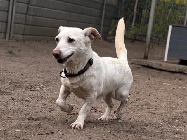 Pebbles, female Dachshund for adoption at Tierheim Cottbus, Cottbus photo 4