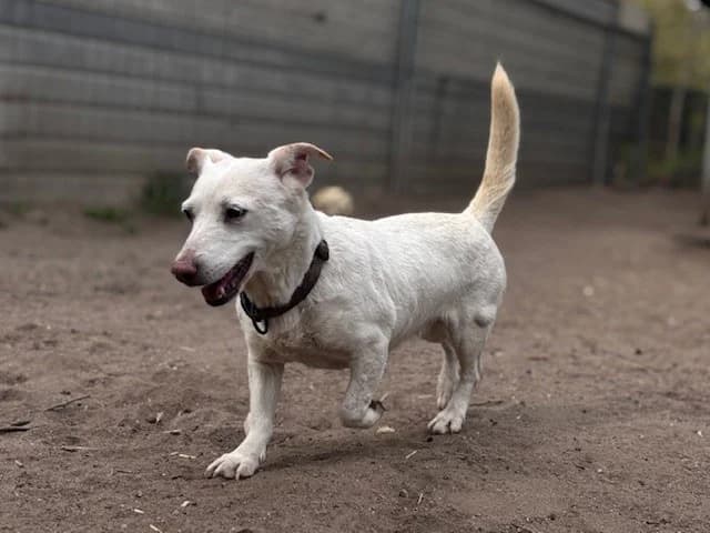 Pebbles, female Dachshund for adoption at Tierheim Cottbus, Cottbus photo 5