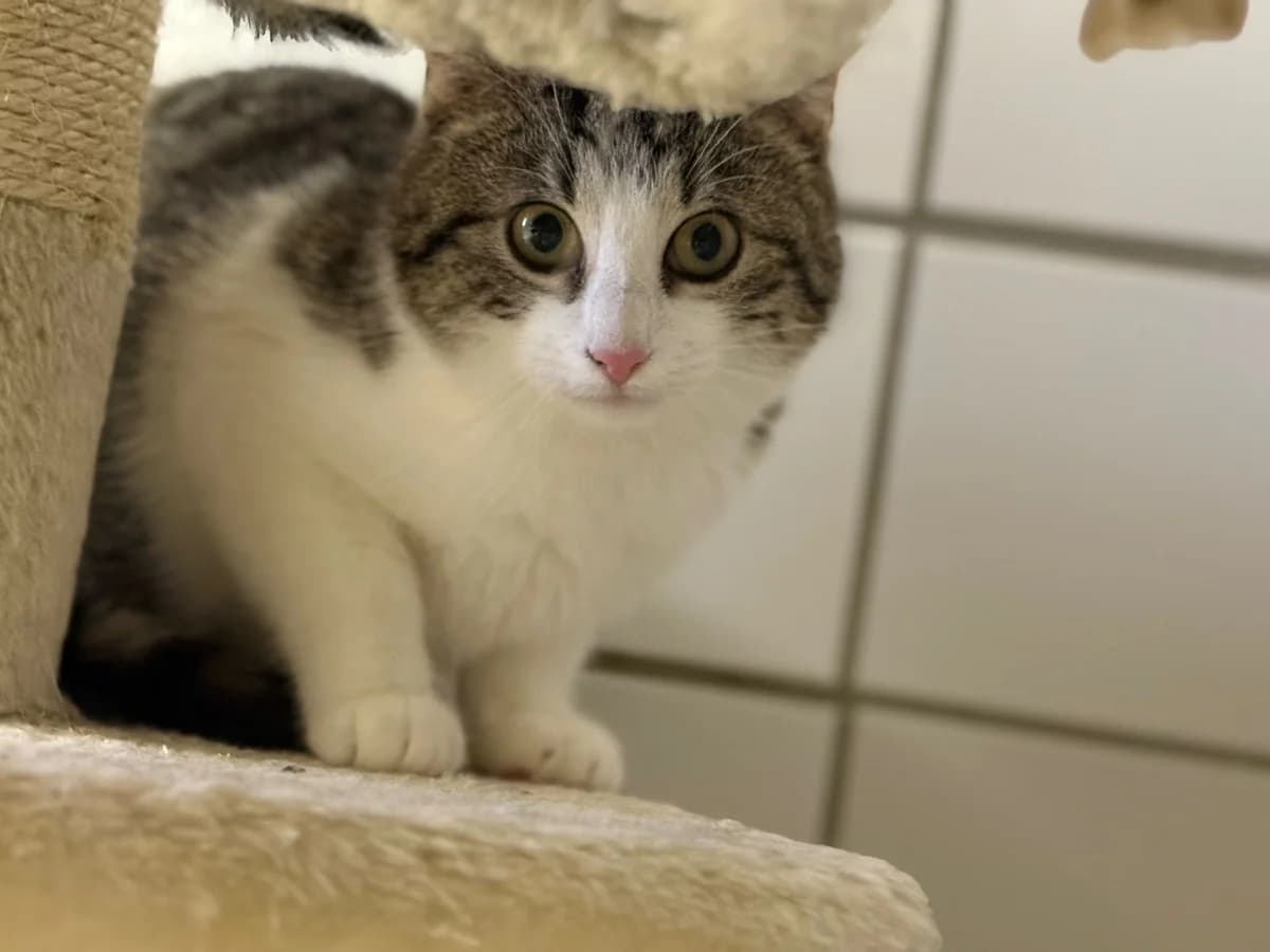 Piccolini, male young European Shorthair for adoption at Tierheim Cottbus, Cottbus