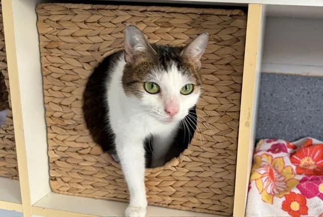 Pippa, female young European Shorthair for adoption at Tierheim Cottbus, Cottbus