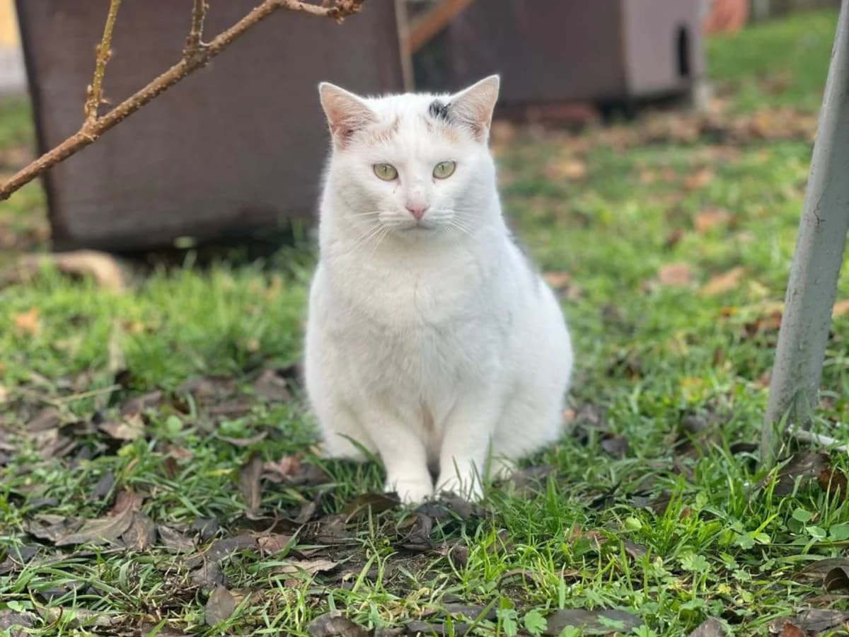 Raya, female senior European Shorthair for adoption at Tierheim Cottbus, Cottbus