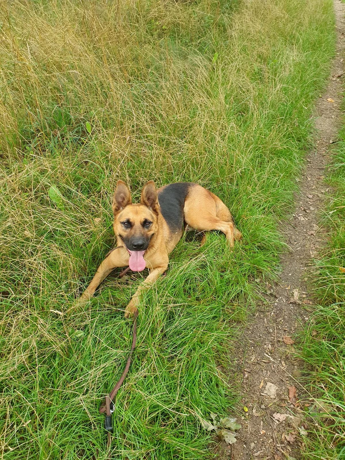 Richard, male German Shepherd for adoption at Cottbus