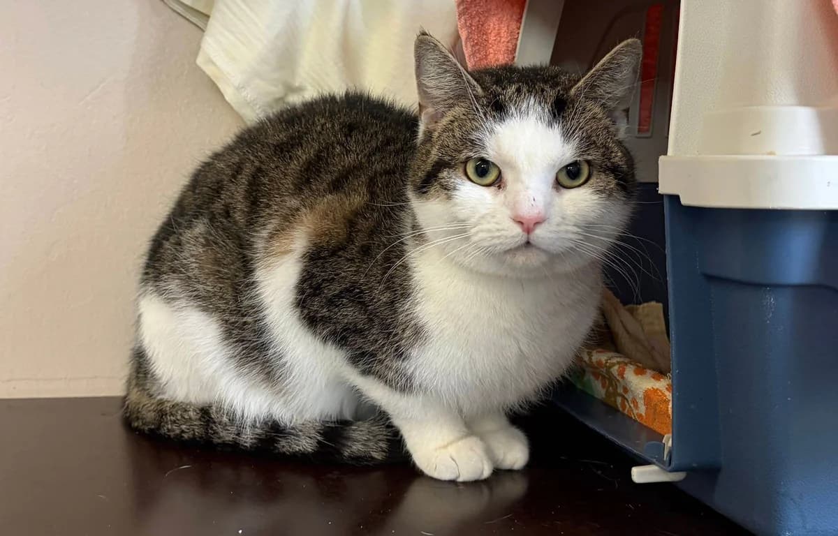 Rose, female European Shorthair for adoption at Tierheim Cottbus, Cottbus