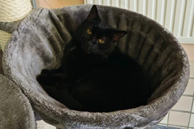 Roverly, female senior European Shorthair for adoption at Tierheim Cottbus, Cottbus