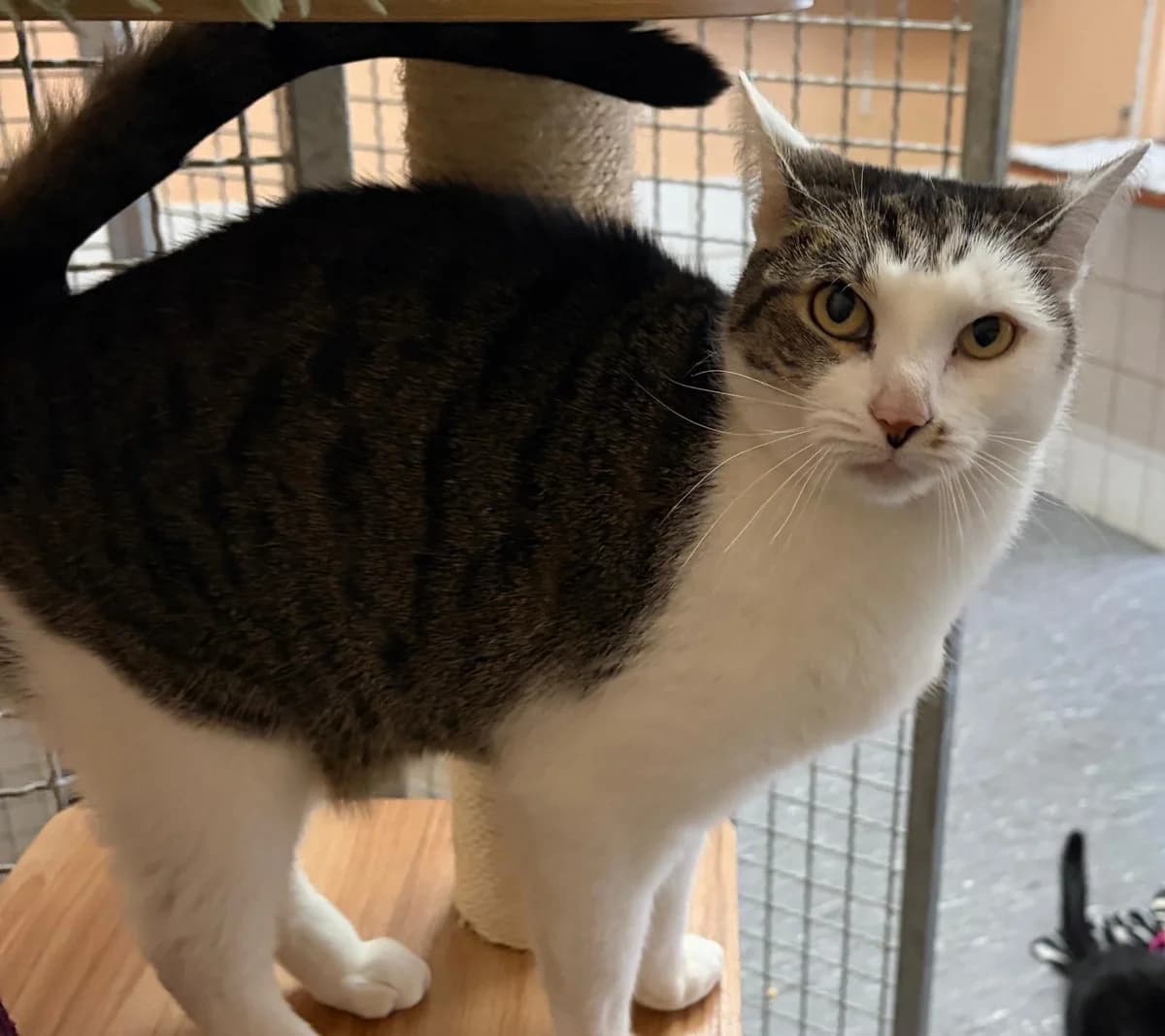 Sabinus, male senior European Shorthair for adoption at Tierheim Cottbus, Cottbus
