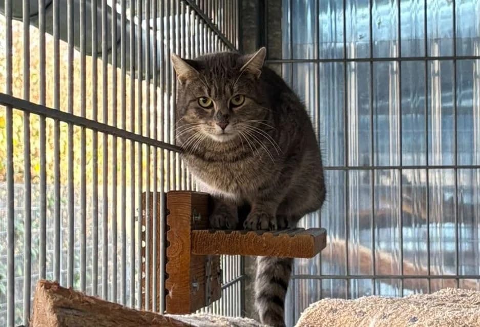 Samba, male young European Shorthair for adoption at Tierheim Cottbus, Cottbus