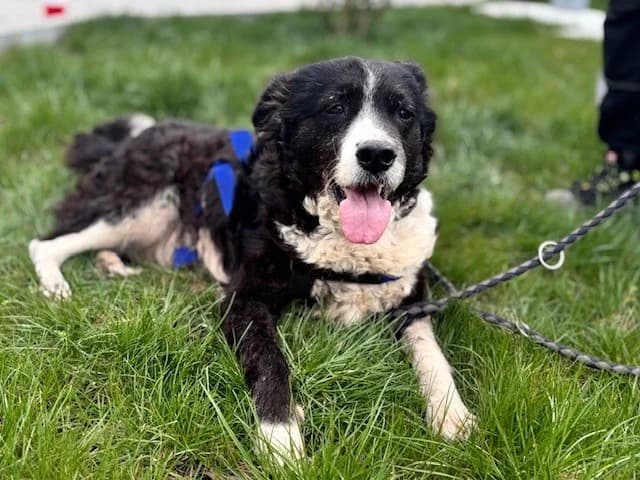 Shelly, female senior Border Collie for adoption at Tierheim Cottbus, Cottbus