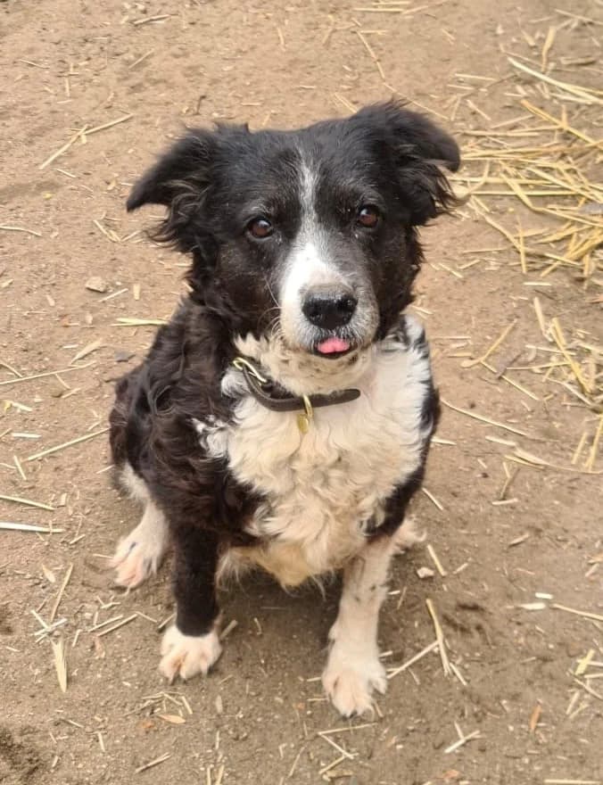 Shelly, female Border Collie for adoption at Tierheim Cottbus, Cottbus — photo 2 of 3
