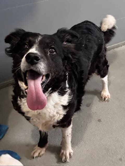 Shelly, female Border Collie for adoption at Tierheim Cottbus, Cottbus — photo 3 of 3