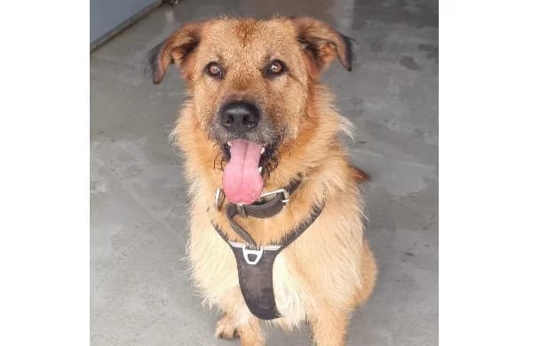 Sherlock, male German Shepherd for adoption at Cottbus