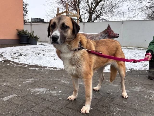 Sorina, female young Mixed Breed for adoption at Tierheim Cottbus, Cottbus