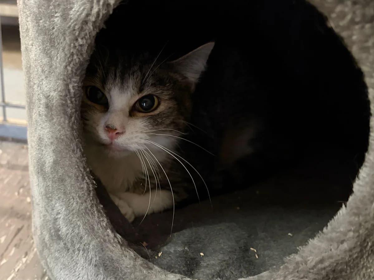 Soup, male young European Shorthair for adoption at Tierheim Cottbus, Cottbus