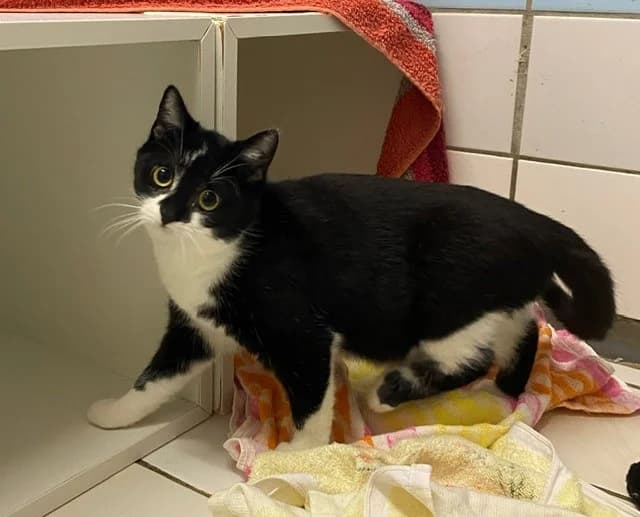 Sparkle, female European Shorthair for adoption at Cottbus