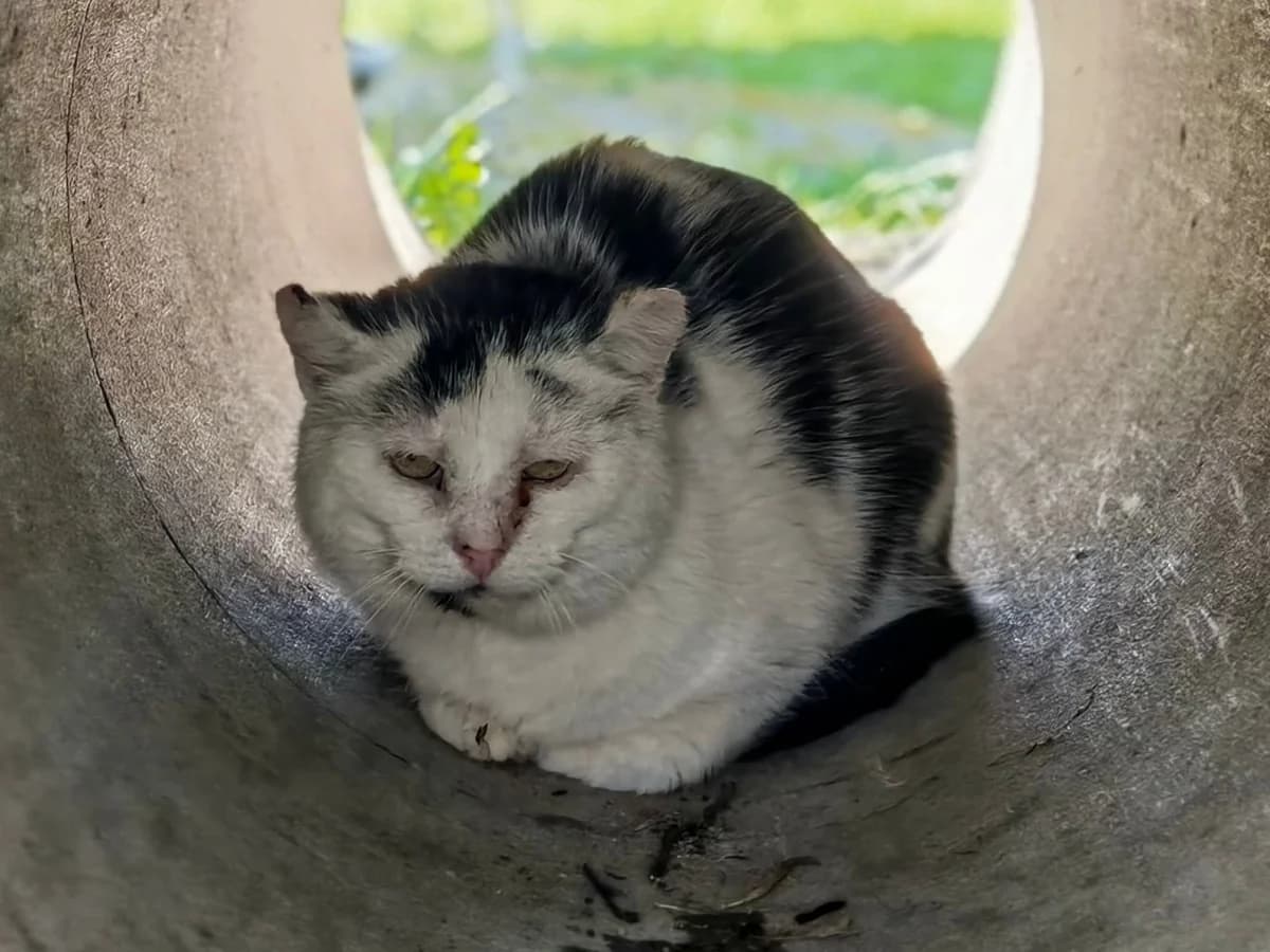 Specki, male 6yo European Shorthair for adoption at Tierheim Cottbus, Cottbus