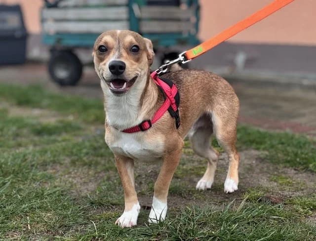 Speedy, male young mixed breed for adoption at Tierheim Cottbus, Cottbus