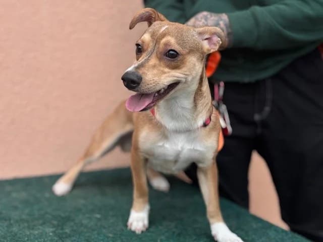 Speedy, male mixed breed for adoption at Tierheim Cottbus, Cottbus — photo 2 of 5