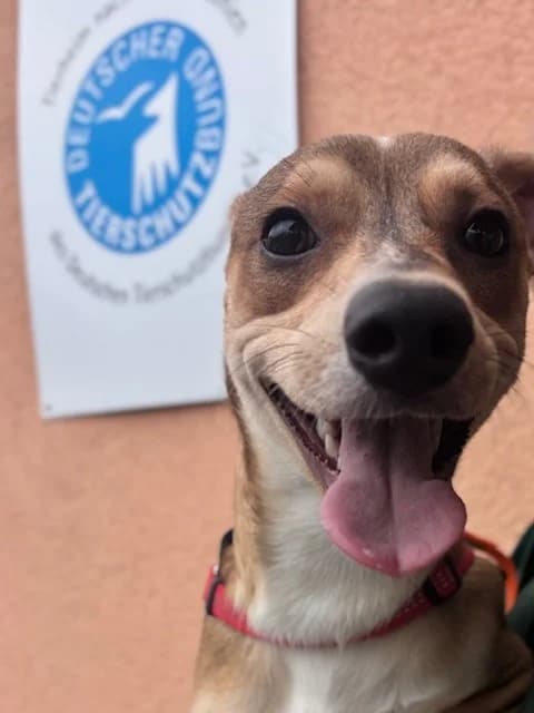 Speedy, male mixed breed for adoption at Tierheim Cottbus, Cottbus — photo 3 of 5