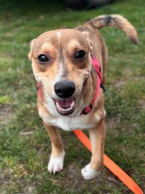 Speedy, male mixed breed for adoption at Tierheim Cottbus, Cottbus — photo 4 of 5