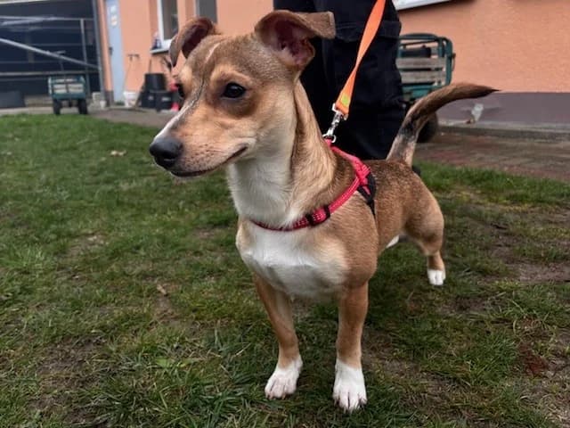 Speedy, male mixed breed for adoption at Tierheim Cottbus, Cottbus — photo 5 of 5