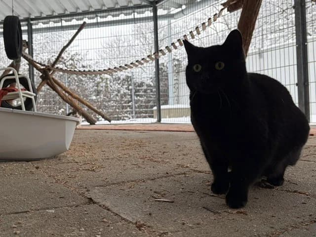 Teddy, male senior European Shorthair for adoption at Tierheim Cottbus, Cottbus