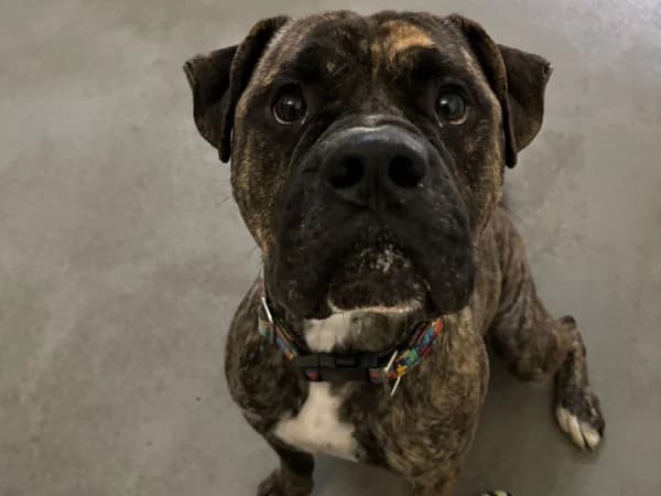 Thilo, male English Bulldog for adoption at Cottbus